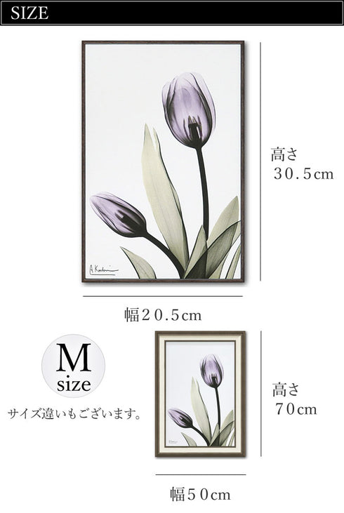 X RAY キャンバスアート チューリップ.|s3